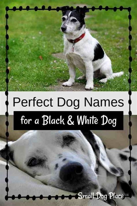 Black And White Dog Names Black And White Dog Dog Names Black Dog Names