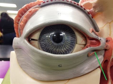 Eye Anatomy Model Flashcards Quizlet