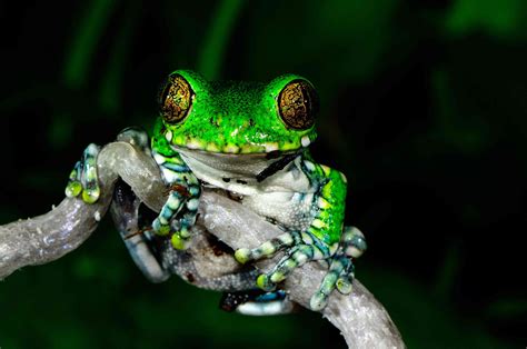 Jewels of the Forest: The Fascinating World of Tree Frogs