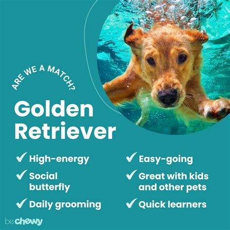 10 Facts About Golden Retrievers