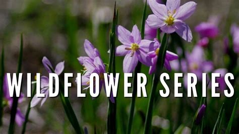 Wildflower Series Outdoor Idaho Youtube