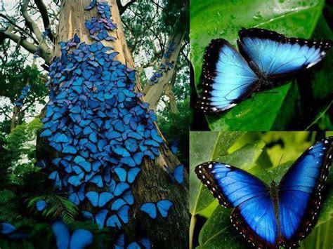 Blue Morpho Butterfly Swarm Brazil Blue Morpho