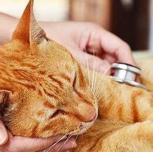 Emesis is the medical term for vomiting. Know about the Various Cat Flu Symptoms - A2Z Pets Info