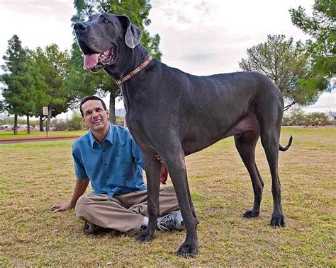 Top 10 Largest Dog Breeds In The World Dogcrunch