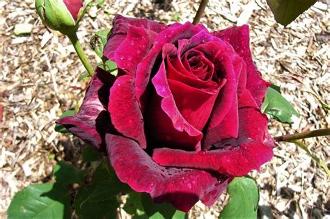 Papa Meilland Tasman Bay Roses Buy Roses Online In New Zealand
