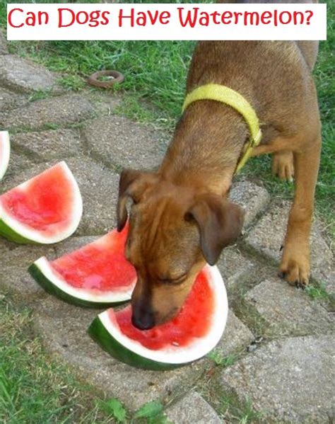 Can Dogs Eat Watermelon Heres What Veterinarians Say