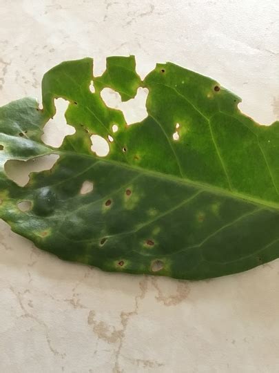 This is a laurel leaf from a bush which has been badly eaten  Grows on You