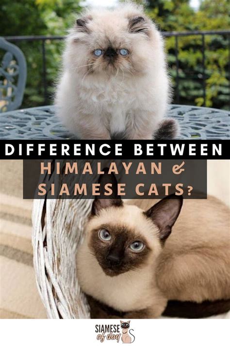 While the phrase hypoallergenic cat is not technically the most correct explanation, there is a reason why selecting a siamese cat may be a better choice if before we can accurately answer the question of if siamese cats are hypoallergenic, we first have to debunk a persistent myth. Difference between Siamese and Himalayan Cats | Himalayan ...