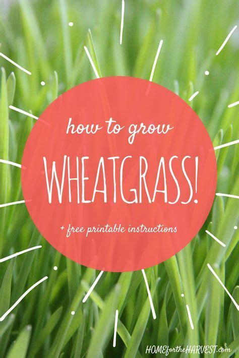 How To Grow Wheatgrass At Home In Your Kitchen Tutorial Plus Free