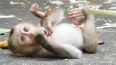 Newborn Baby Monkey Cute Baby Monkey Newborn Youtube 77f