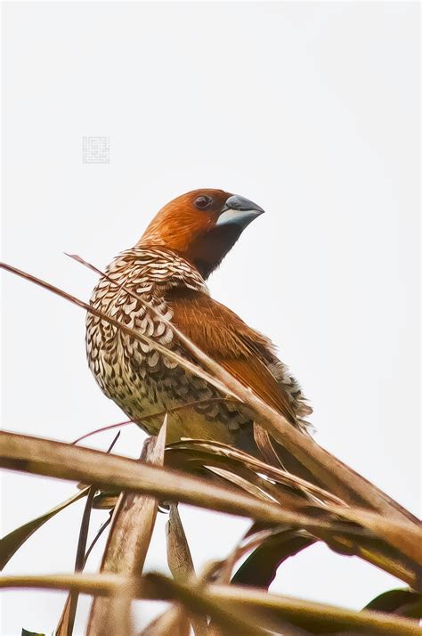 Contextual translation of burung pipit into english. The Explorer