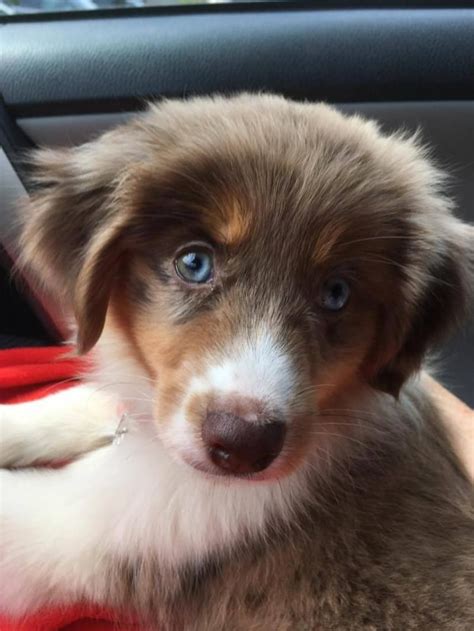 Adopt Lilly On Australian Shepherd Australian Shepherd Dogs Adoption