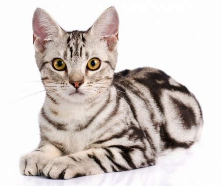 American shorthair breeders focus on breeding a cat that is powerful and well structured. American Shorthair Cat Breed Information