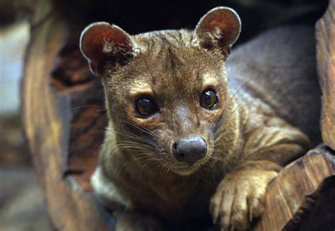 Fossa Wallpapers Animal Hq Fossa Pictures 4k Wallpapers 2019