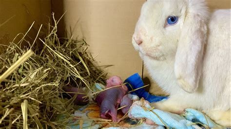 Rabbit Giving Birth To 5 Baby Bunnies Funny Animal Life