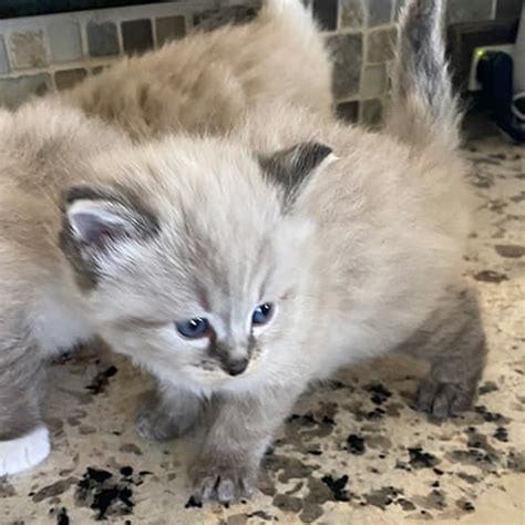 Seal Point Ragdoll Kittens for Sale | Midwest Ragdolls