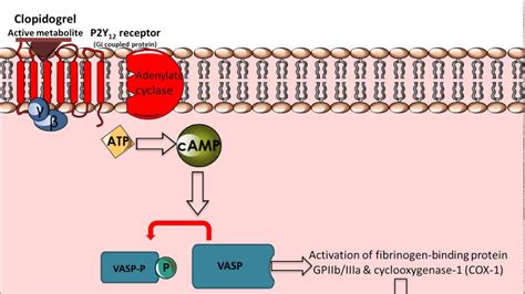 Welcome to the mechanisms of action (moa) prediction competition. Clopidogrel - Mechanism of Action - YouTube