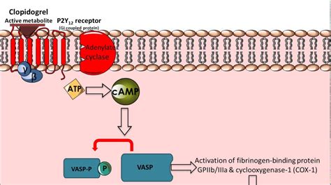 Inderal la is available as 60 mg, 80 mg, 120 mg, and 160 mg. Clopidogrel - Mechanism of Action - YouTube