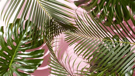 Plants Aesthetic Pc Wallpapers Top Free Plants Aesthetic Pc