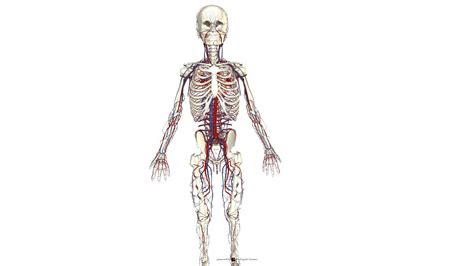 Descubrir Más De 78 Cuerpo Humano Por Dentro Dibujo Muy Caliente Vn