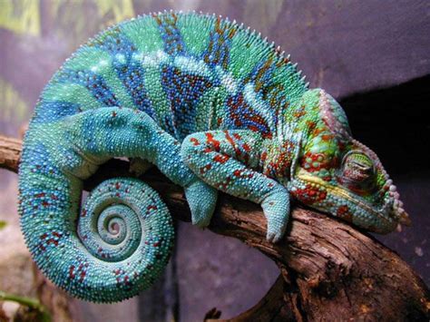 Blue Green Chameleon Colorful Lizards Chameleon Lizard Animals