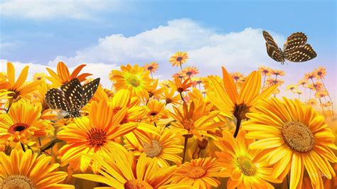48,017 sunshine background clip art images on gograph. Sunshine Wallpaper HD Download