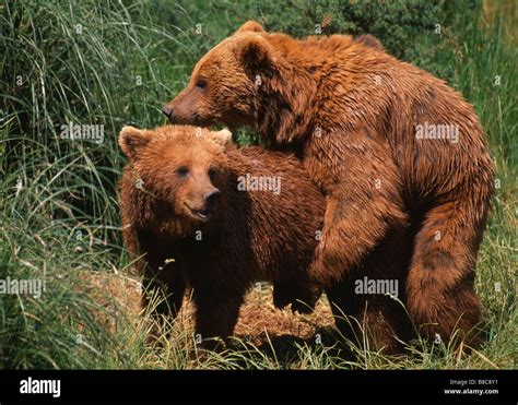 Bears Mating Stock Photo Alamy