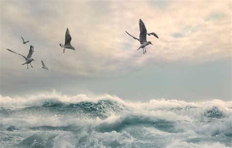 Wallpaper Sea Wave The Sky Seagulls Images For Desktop Section