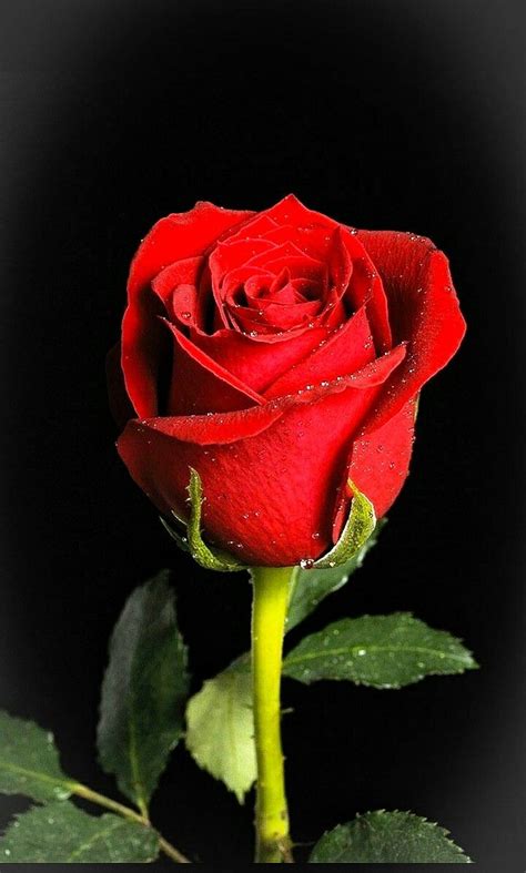 I often found myself buying a bouquet of flowers for my beautiful wife on my way home from work, as she just loves fresh flowers. Only for You My Love | Beautiful rose flowers, Dark red ...