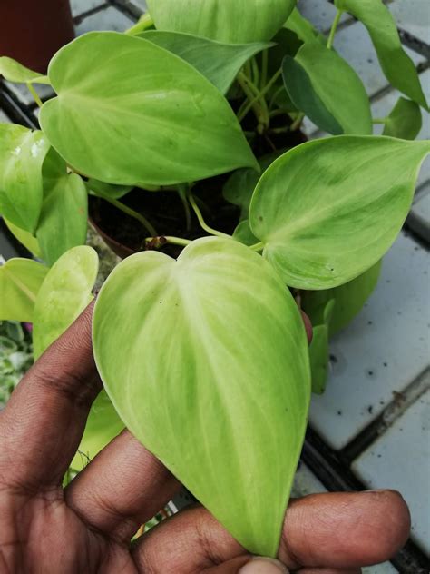 Philodendron Varieties List With Pictures And Names