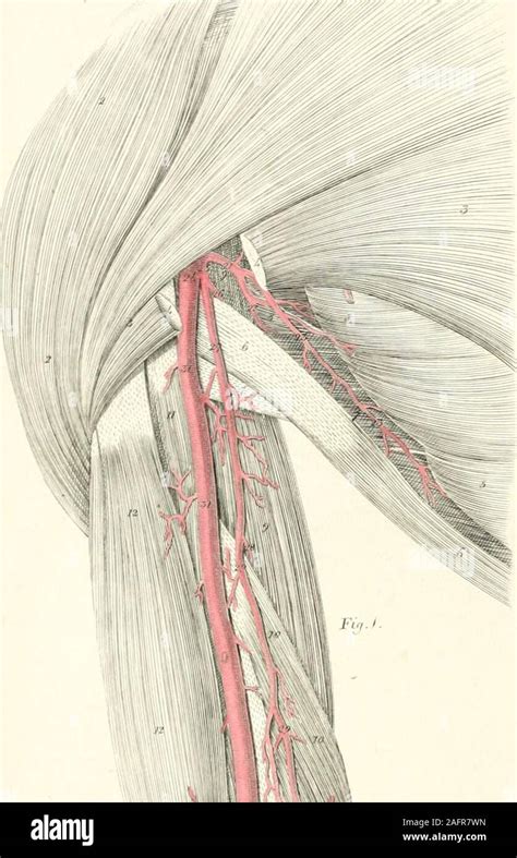 Posterior Circumflex Humeral Artery Cadaver