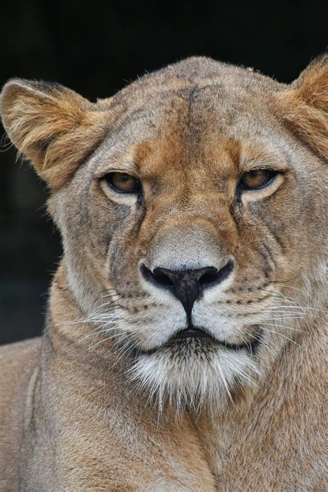 Close Up Portrait Of Female African Lioness Stock Image Image Of