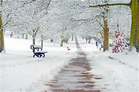 Fotos Gratis árbol Naturaleza Rama Clima Nevado Navidad