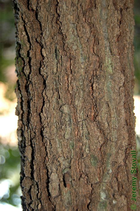 Sfa Dendro Fagaceae Quercus Velutina Black Oak