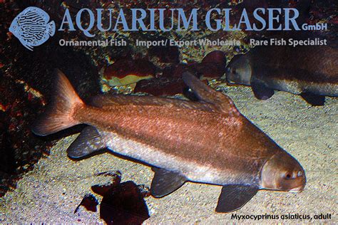 Myxocyprinus Asiaticus Aquarium Glaser Gmbh