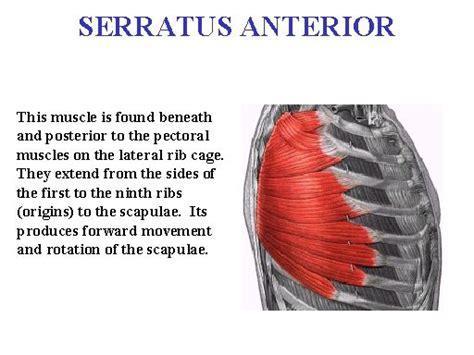 If all these muscles are tight, it can bring your knees wide and stretch your arms out in front of you. serratus anterior | Pectoral muscles, Rib cage, Scapula