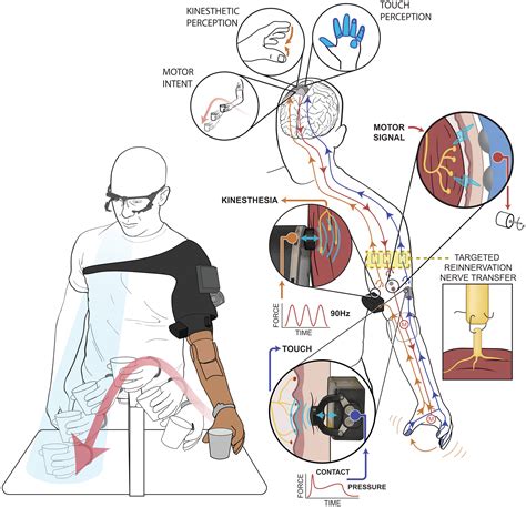 Neurorobotic Fusion Of Prosthetic Touch Kinesthesia And Movement In