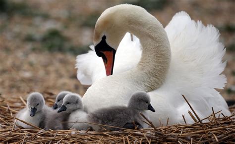 Mothers Day 2014 Mom And Baby Animals Photos To Celebrate Time