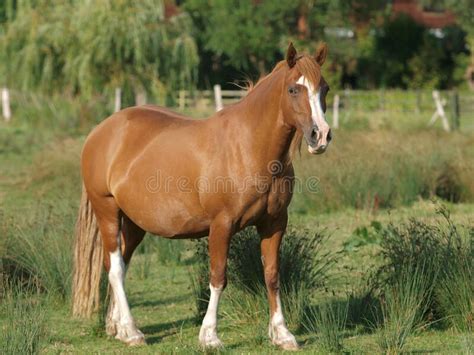 Chestnut Welsh Pony Stock Image Image Of Riding Welsh 169861573