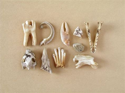 Mini Specimen Collection No 436 Small Animal Bones Etsy Animal