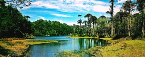 Lake Chile Forest Clouds Grass Trees Monkey Puzzle