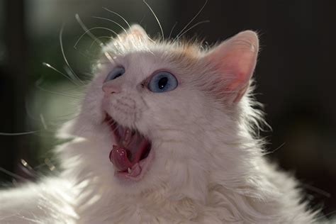 Cat Surprised Big Eyes · Free Photo On Pixabay
