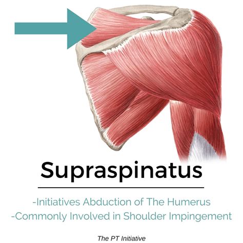 True joint capsule of the shoulder, extending from the glenoid labrum to the neck of the humerus. The main role of all Rotator Cuff muscles is glenohumeral ...