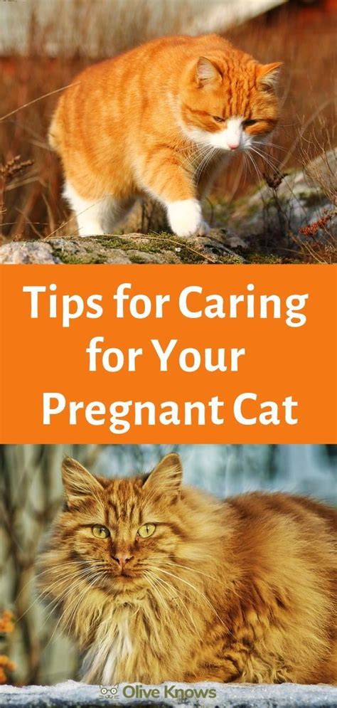 What To Expect When Your Cat Is Expecting Tips For Caring For Your