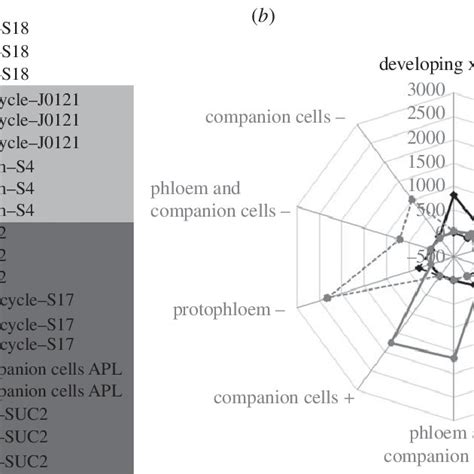 Xylem Pole Pericycle Consensus Sequences In The Region Of J0121 T Dna