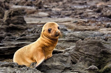 Little Sea Lion In The Galapagos Islands Cute Animals Cute