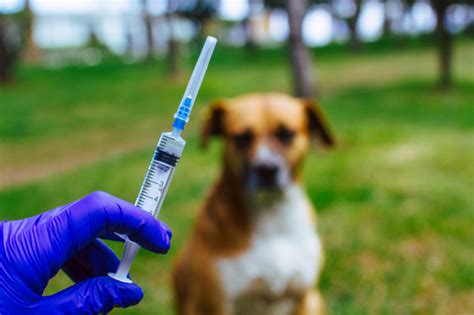 No obstante, aseguró que los errores detectados ya fueron subsanados y que los maestros ya pueden registrar su intención de recibir la vacuna en las. Vacunación de animales sin hogar, animales callejeros ...