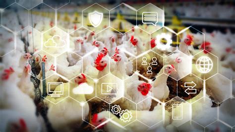 Achieving Smart Poultry Farm Operations in the Cloud