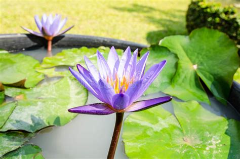 This Beautiful Water Lily Or Lotus Flower Stock Image Image Of Blue