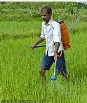 Pertanian di semenanjung malaysia di dataran aluvial menghasilkan padi, karet, kelapa sawit, kelapa dan nenas. Anim Agro Technology: RACUN DI SAWAH PADI - Part 1